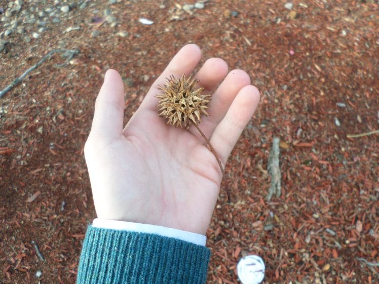 SAMSUNG CAMERA PICTURES