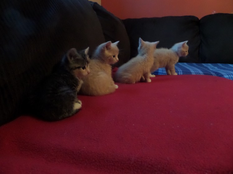 SAMSUNG CAMERA PICTURES