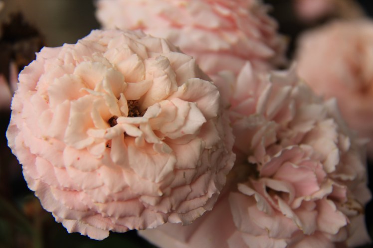 NewHavenCTPinkRosephoto