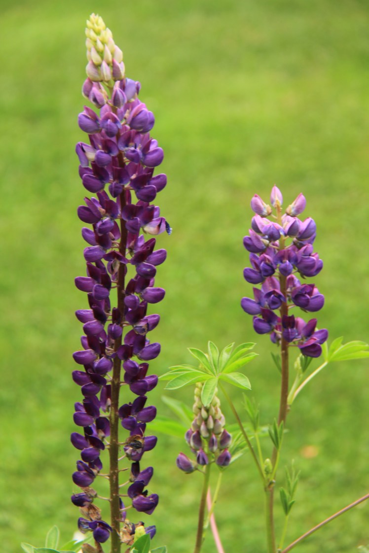 NewHavenCTpurplestalkflower