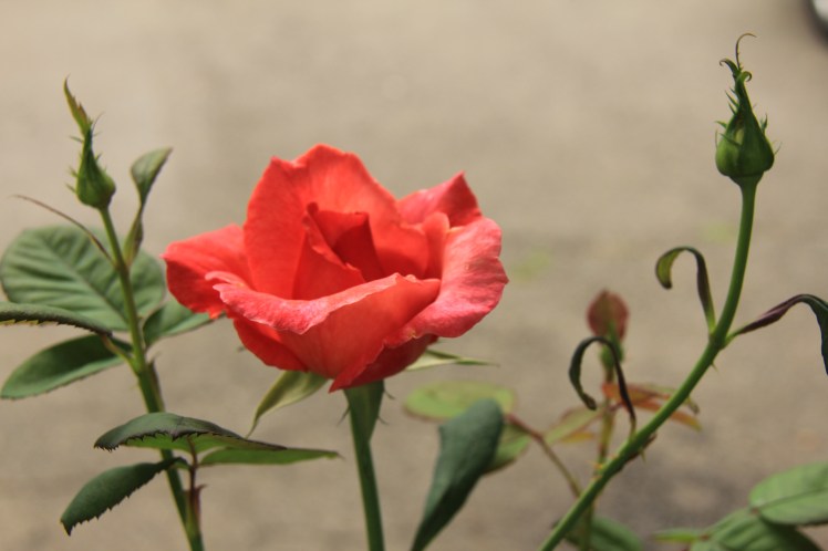 NewHavenCTRedRoseplant