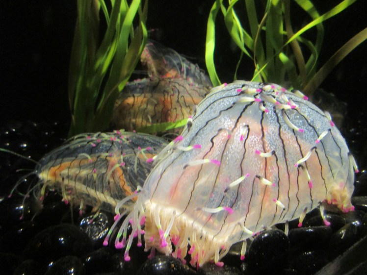 LynnfieldMABostonAquariumjelllyfish3