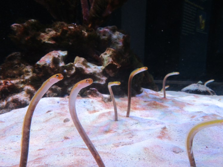 LynnfieldMABostonAquariumseasnakes