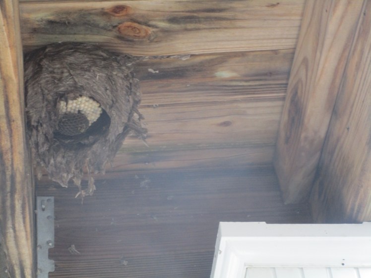 LynnfieldMAwaspnestdeck