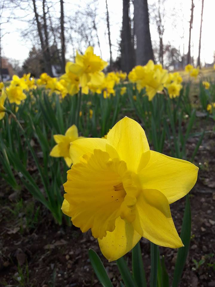 SouthingtonCTApril2018Daffodils