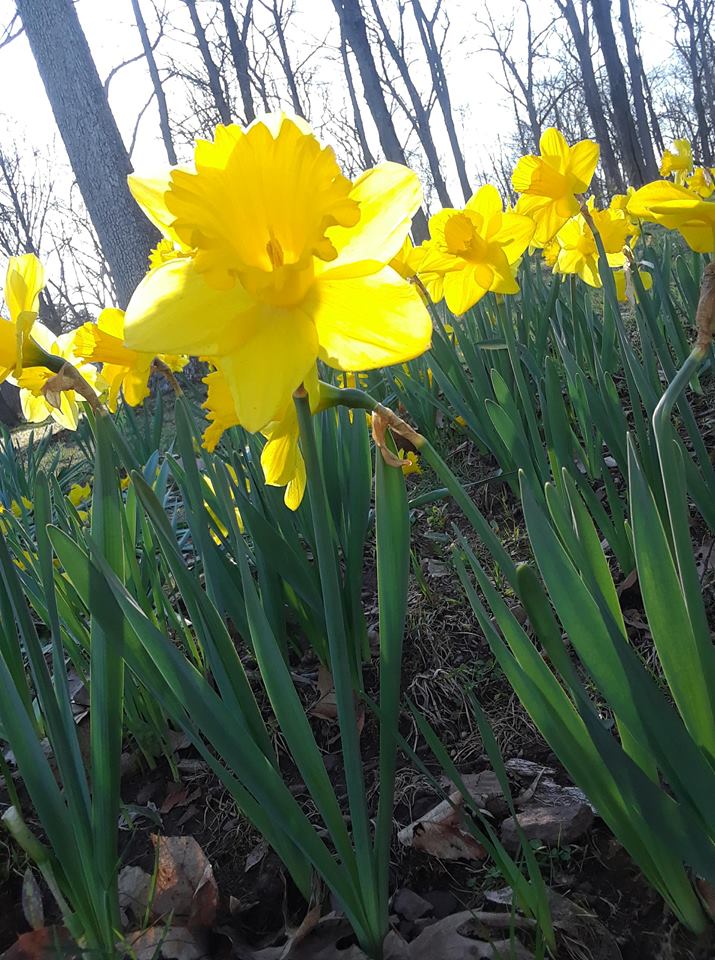 SouthingtonCTDaffodilSunlit