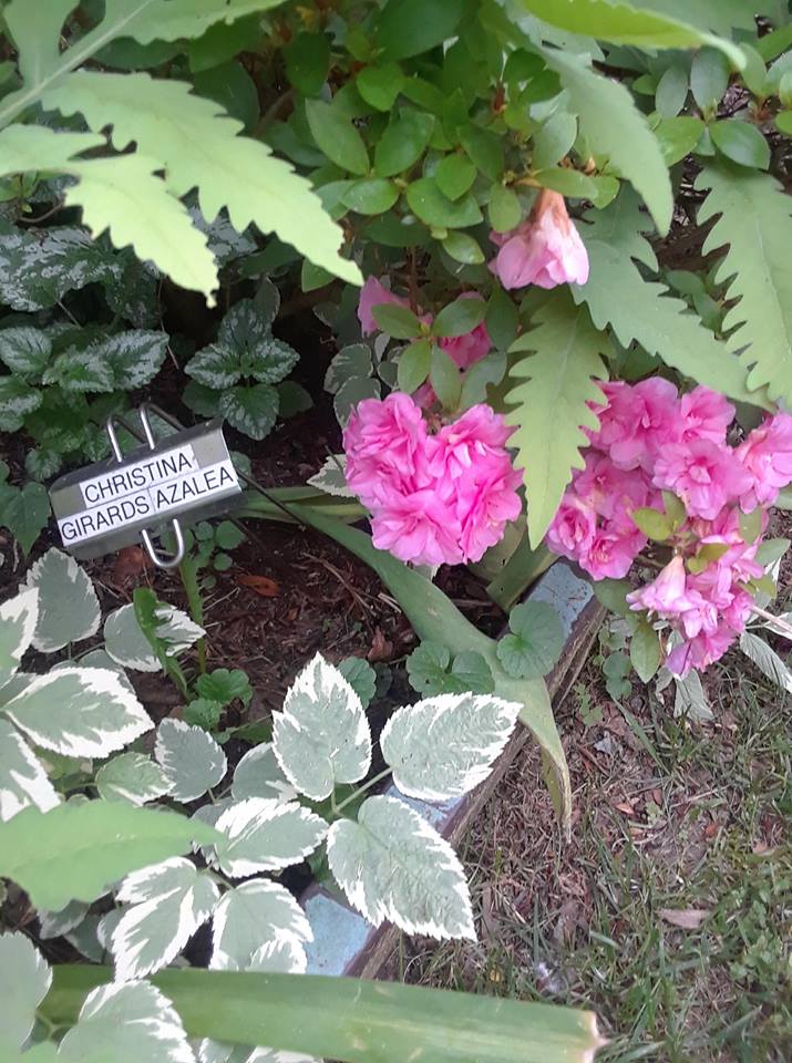 SouthingtonCTChristinaGirardsAzalea