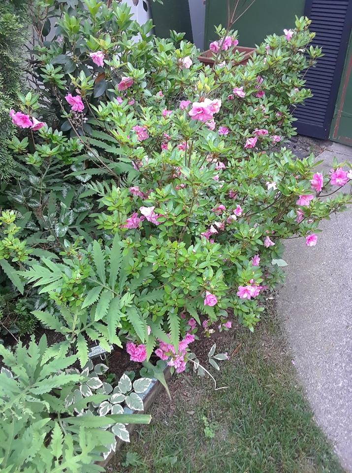 SouthingtonCTpurpleflowers - Copy